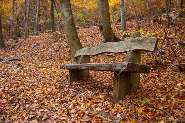 8345888-panchina-in-un-bosco-autunnale-archivio-fotografico