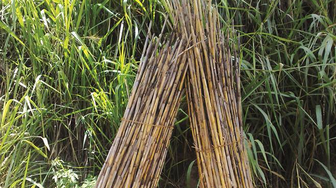 13226744_1709143546040864_200407726986244024_n